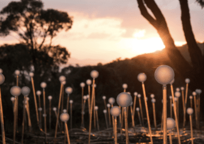 Final Days of the Field of Light: Avenue of Honour