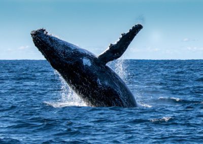 Whale Watching Season